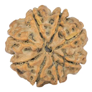 8 Mukhi Rudraksha 25.3mm 5.18gm - Rudraksha back