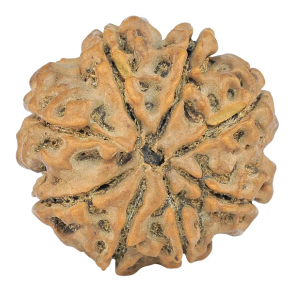 8 Mukhi Rudraksha 25.3mm 5.18gm - Rudraksha back