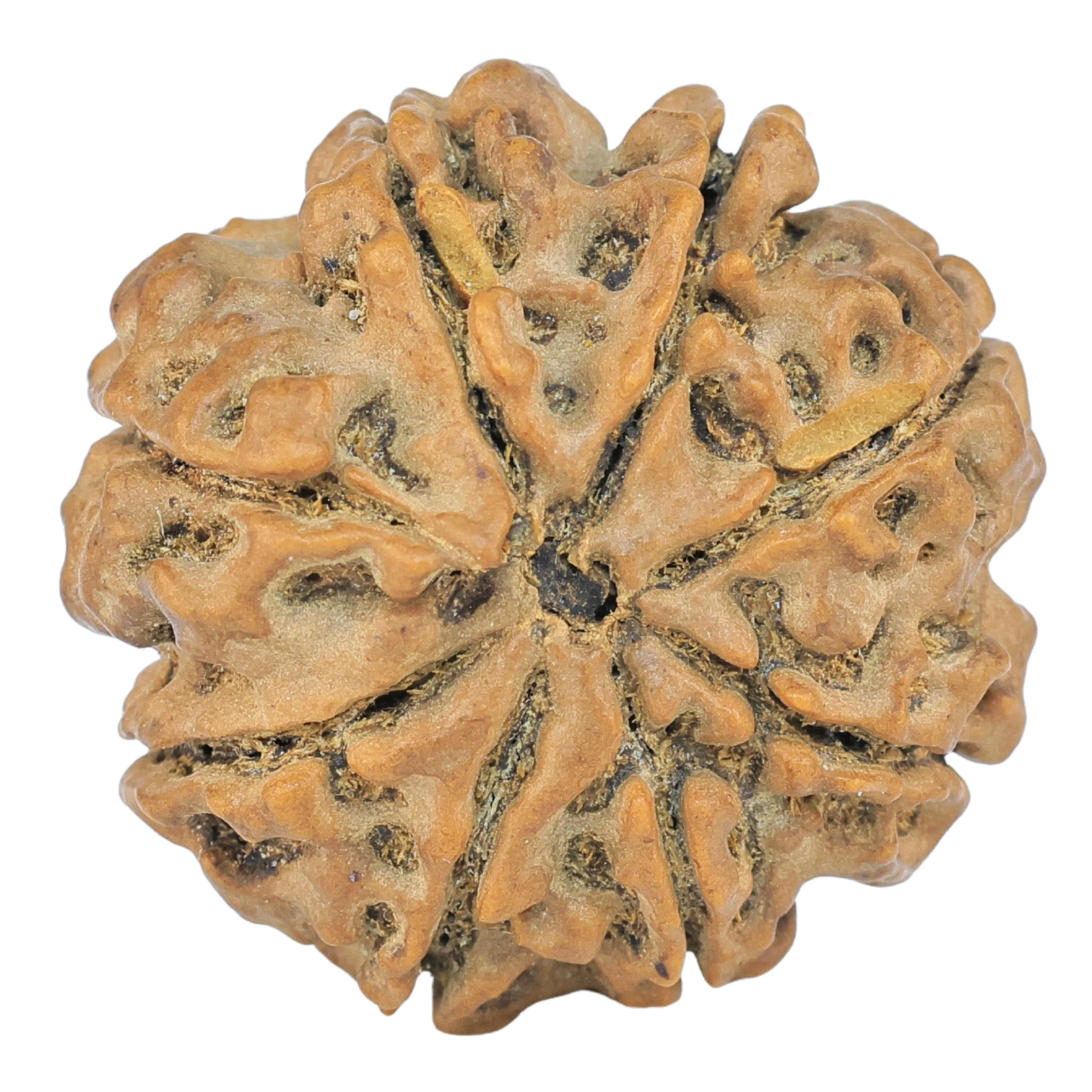 8 Mukhi Rudraksha 25.3mm 5.18gm - Rudraksha back