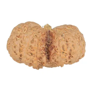 11 MK Gaurishankar 39.8mm 9.17gm - Rudraksha back