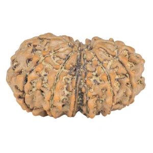 13 MK Gaurishankar 29.3mm 4.49gm - Origin: Nepal - Rudraksha back