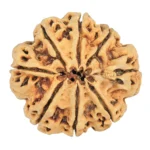 8 Mukhi Rudraksha 31.7mm 4.53gm - Rudraksha back