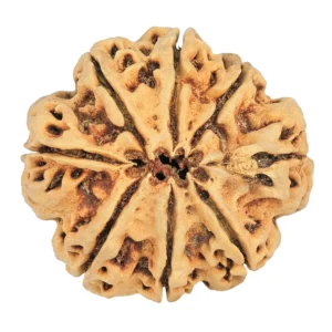 8 Mukhi Rudraksha 31.7mm 4.53gm - Rudraksha back