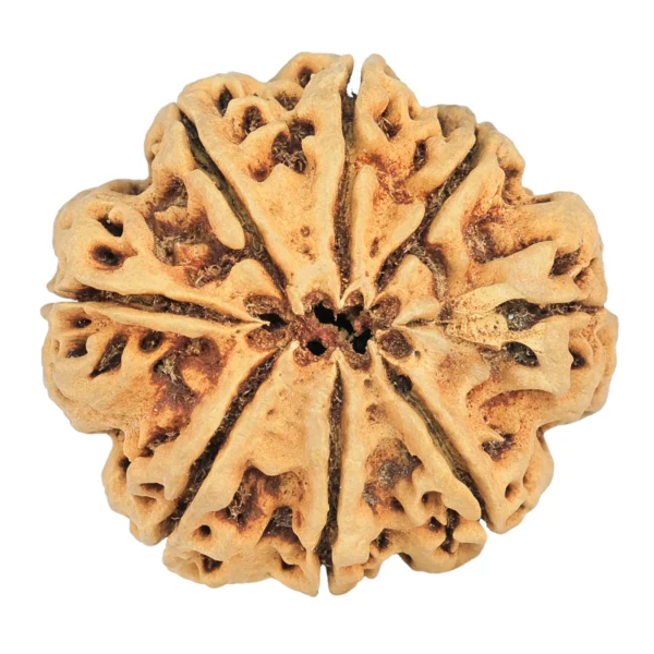 8 Mukhi Rudraksha 31.7mm 4.53gm - Rudraksha back