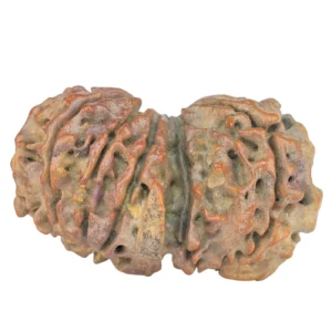 11 Mukhi G.S & Ganesh 35.1mm 6.26gm - Rudraksha back