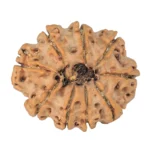 9 Mukhi Rudraksha 29.3mm 5.86gm - Rudraksha back