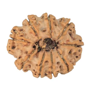 9 Mukhi Rudraksha 29.3mm 5.86gm - Rudraksha back