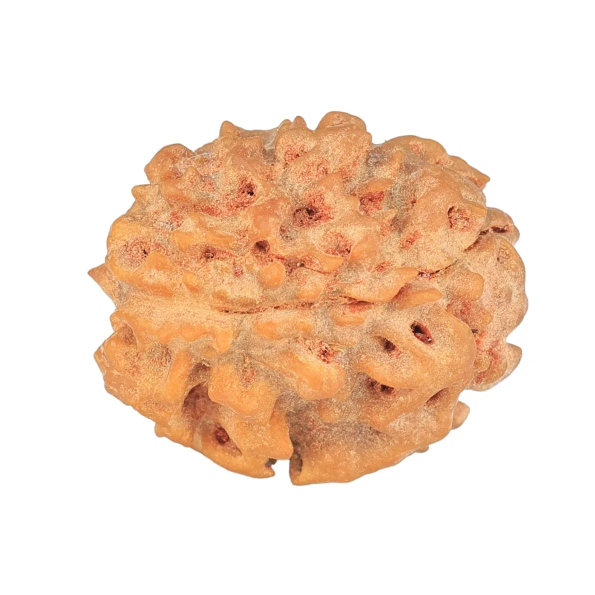 1 Mukhi Rudraksha 22.3mm 3.13gm - Rudraksha back