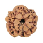 1MK(Underdeveloped) 19.6mm 2.67gm - Rudraksha back