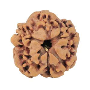 1MK(Underdeveloped) 19.6mm 2.67gm - Rudraksha back