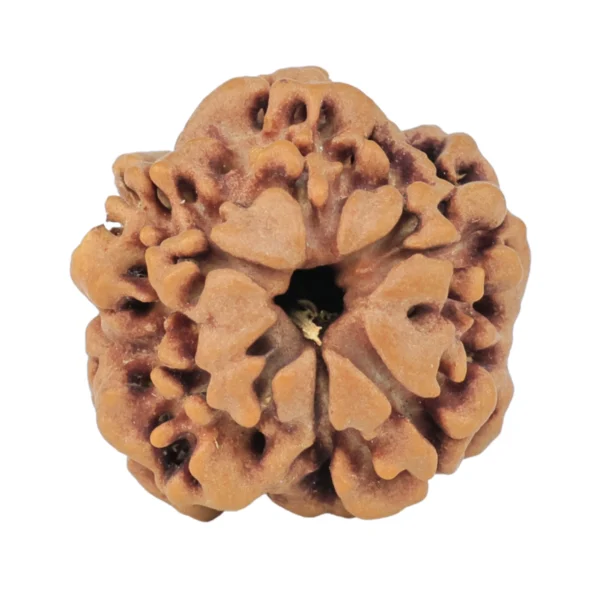 1MK(Underdeveloped) 19.6mm 2.67gm - Rudraksha back