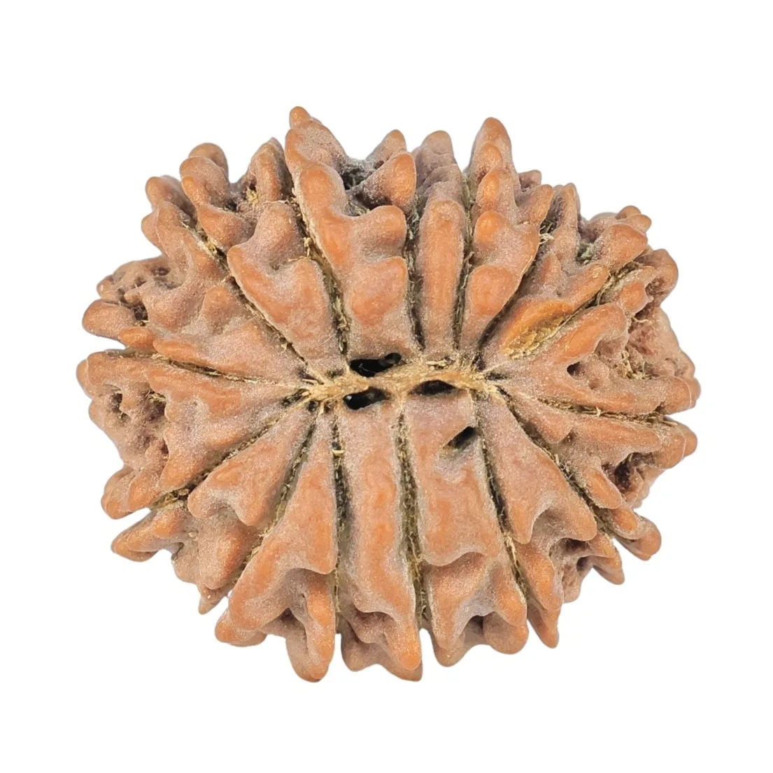 14 Mukhi Rudraksha 20.3mm 2.3gm - Rudraksha back