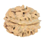1 Mukhi Rudraksha 20.7mm 2.51gm - Rudraksha back