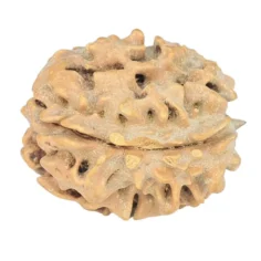 1 Mukhi Rudraksha 20.7mm 2.51gm - Rudraksha back