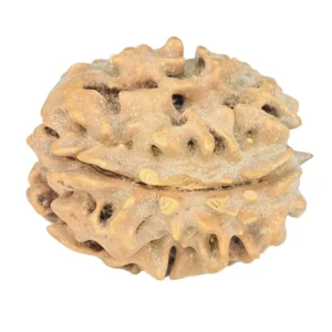 1 Mukhi Rudraksha 20.7mm 2.51gm - Rudraksha back