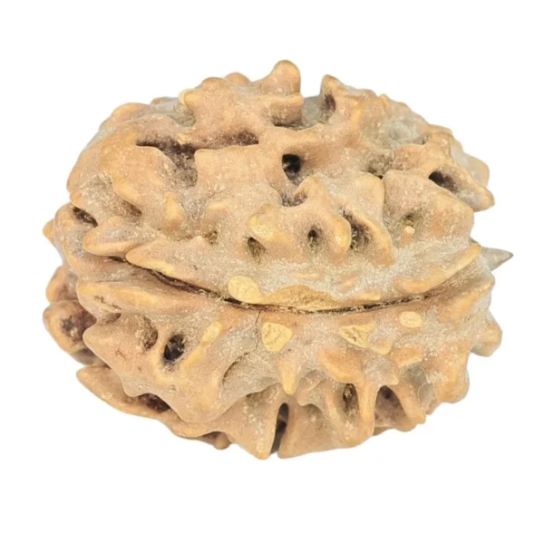 1 Mukhi Rudraksha 20.7mm 2.51gm - Rudraksha back