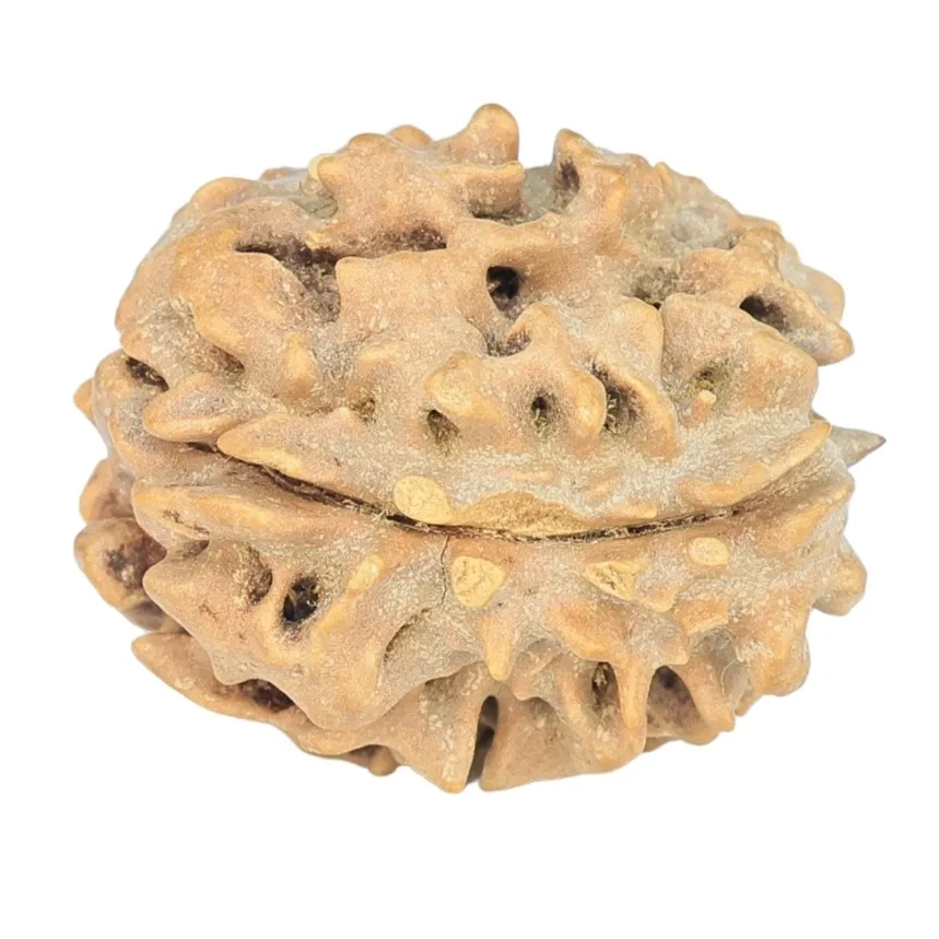 1 Mukhi Rudraksha 20.7mm 2.51gm - Rudraksha back