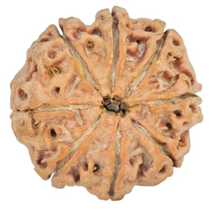 8 Mukhi Rudraksha 24.3mm 5.04gm - Rudraksha back