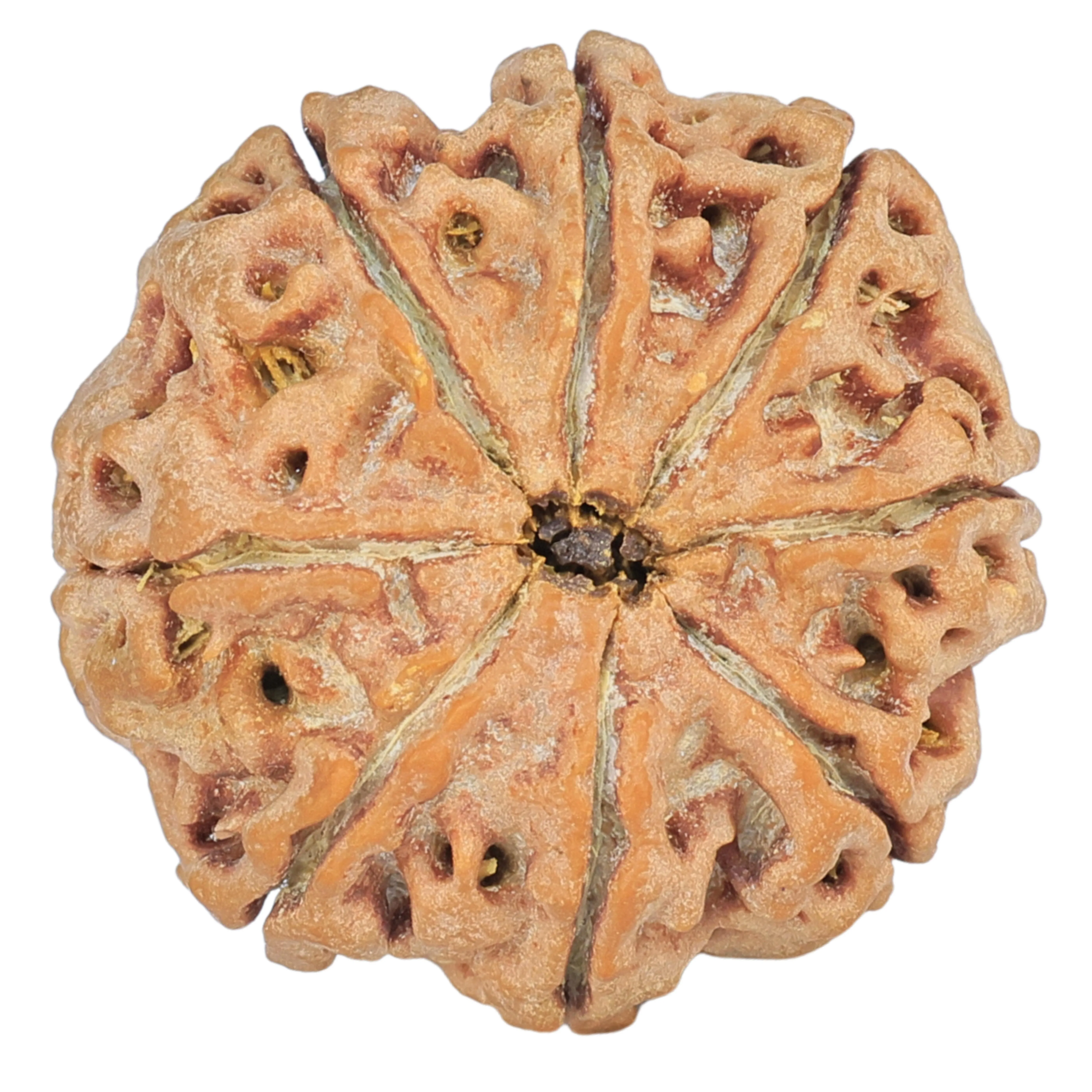 8 Mukhi Rudraksha 24.3mm 5.04gm - Rudraksha back