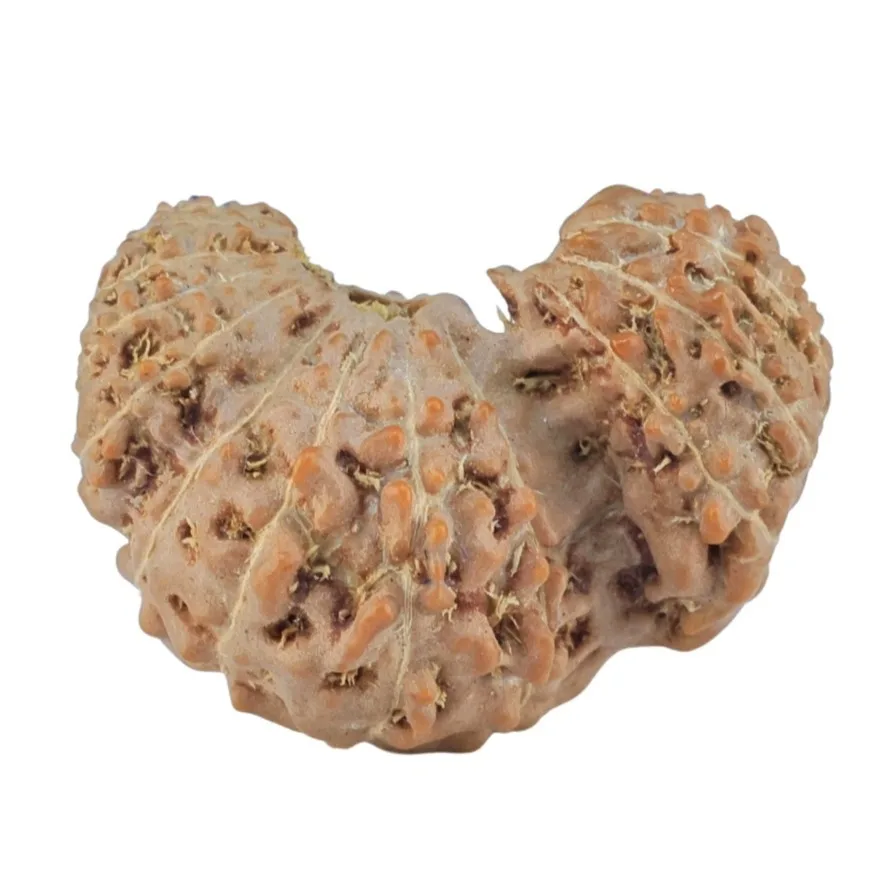20 Mukhi Trijuti 19.9mm 1.47gm - Rudraksha back