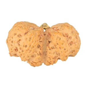 rudraksha_back_image-L_M_c.jpg 10 Mk Gaurishankar 42.7mm 10.98gm - Origin: Nepal - Rudraksha back