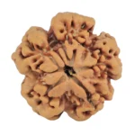 1MK(Underdeveloped) 22.1mm 3.88gm - Rudraksha back