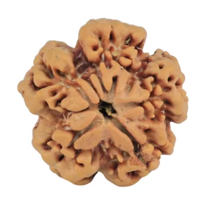 1MK(Underdeveloped) 22.1mm 3.88gm - Rudraksha back
