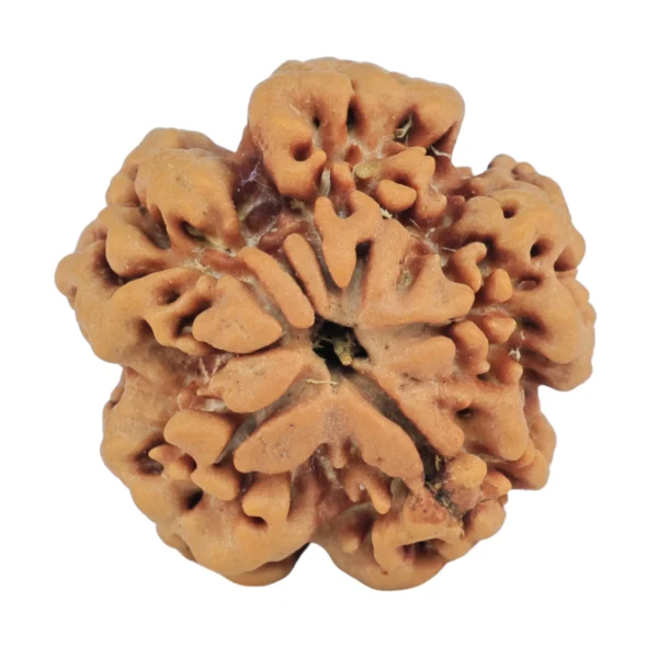1MK(Underdeveloped) 22.1mm 3.88gm - Rudraksha back