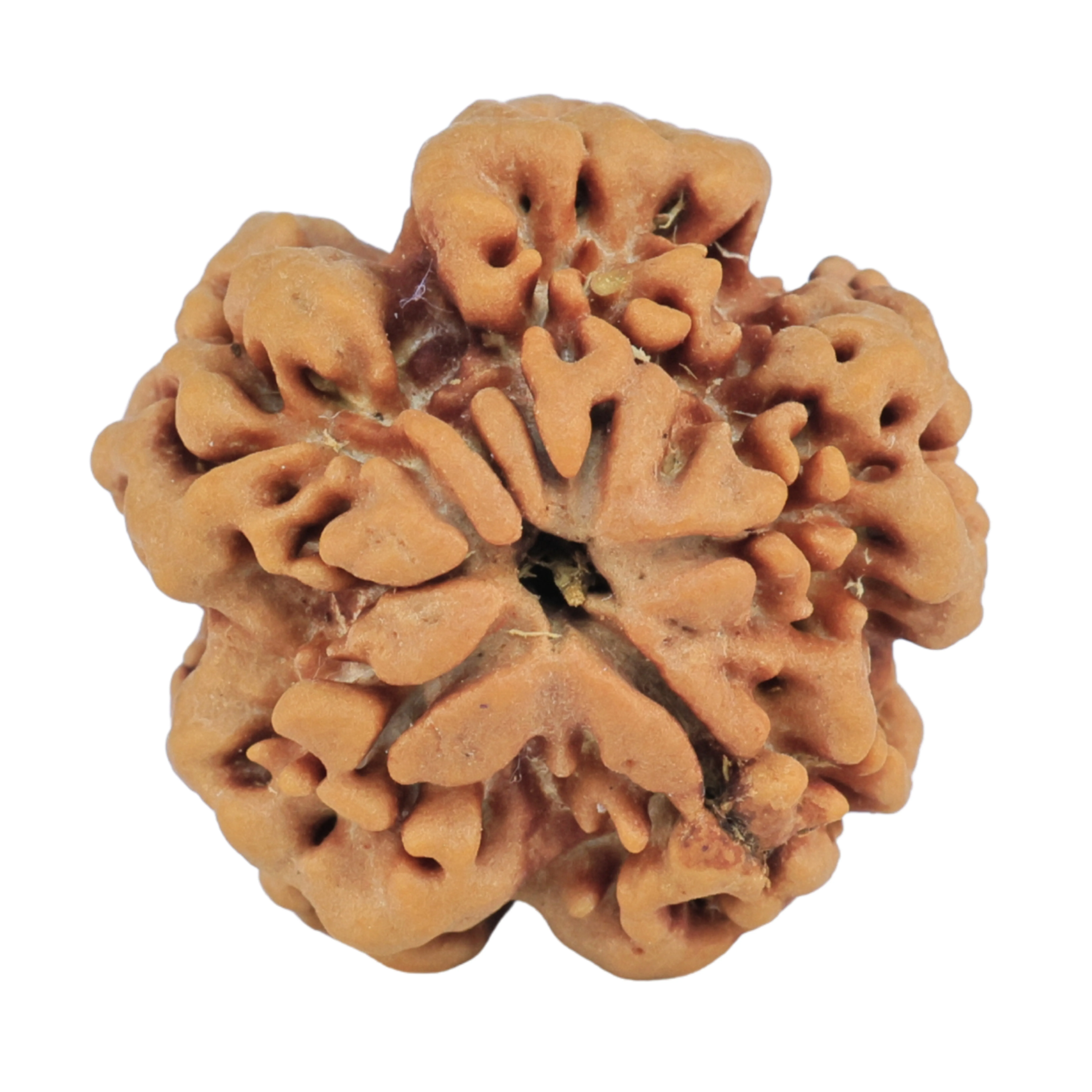 1MK(Underdeveloped) 22.1mm 3.88gm - Rudraksha back