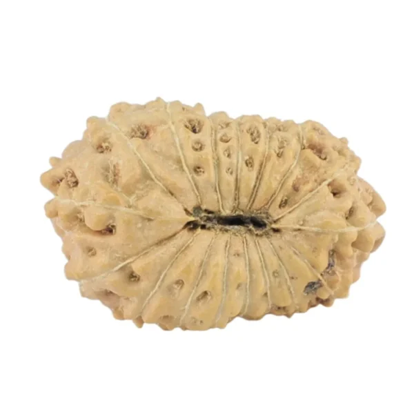 17 Mukhi Rudraksha 17.1mm 0.93gm - Rudraksha back