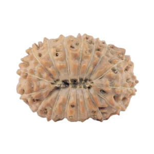 17 Mukhi Rudraksha 18mm 1.42gm - Rudraksha back