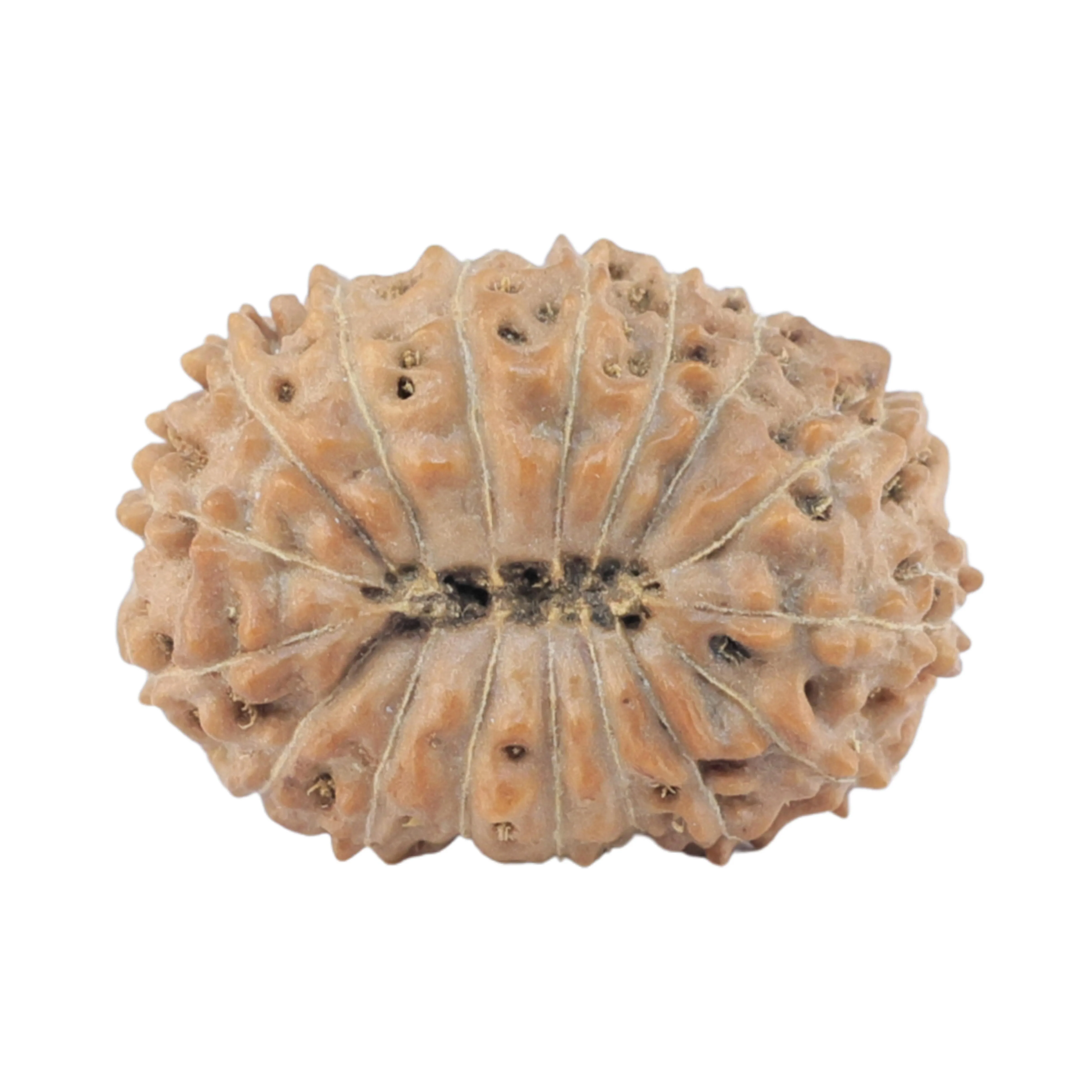 17 Mukhi Rudraksha 18mm 1.42gm - Rudraksha back
