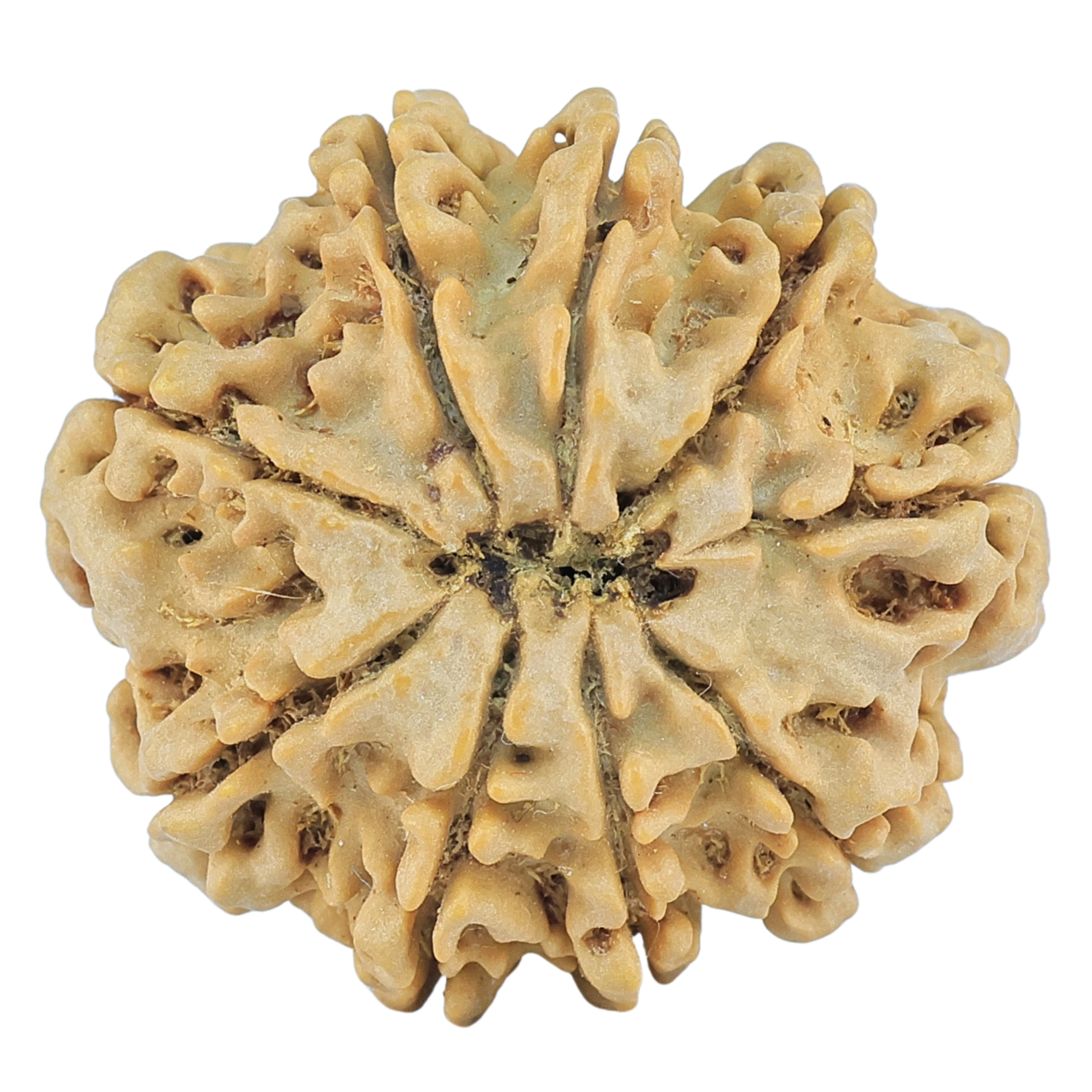 rudraksha_back_image-M_5wa.jpg 9 Mukhi Rudraksha 28.2mm 5.45gm - Rudraksha back