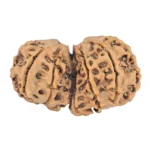 10 Mukhi G.S & Ganesh 33.4mm 4.45gm - Rudraksha back