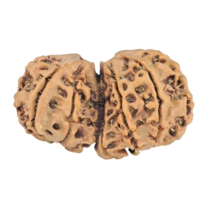 10 Mukhi G.S & Ganesh 33.4mm 4.45gm - Rudraksha back