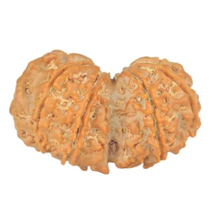 10 Mk Gaurishankar 36.1mm 6.45gm - Rudraksha back