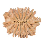 13 Mukhi Rudraksha 21.8mm 2.4gm - Rudraksha back