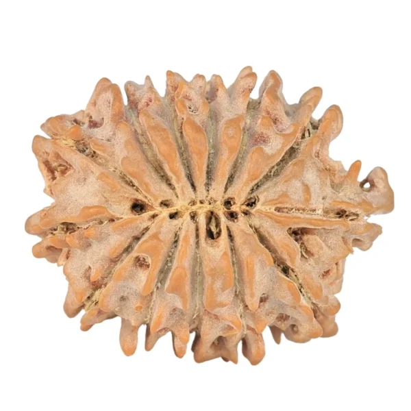 13 Mukhi Rudraksha 21.8mm 2.4gm - Rudraksha back