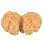 10 Mk Gaurishankar 40.4mm 8.99gm - Rudraksha back