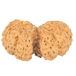 10 Mk Gaurishankar 40.4mm 8.99gm - Rudraksha back