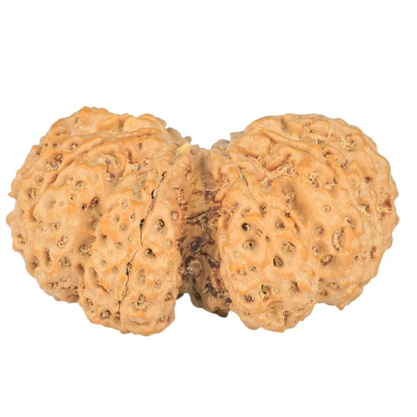 10 Mk Gaurishankar 40.4mm 8.99gm - Rudraksha back