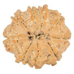 9 Mukhi Rudraksha 20.7mm 2.49gm - Rudraksha back