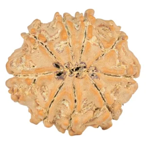 9 Mukhi Rudraksha 20.7mm 2.49gm - Rudraksha back