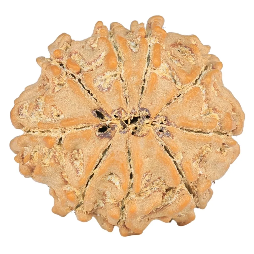 9 Mukhi Rudraksha 20.7mm 2.49gm - Rudraksha back