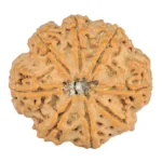 8 Mukhi Rudraksha 24.3mm 4.31gm - Rudraksha back