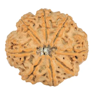 8 Mukhi Rudraksha 24.3mm 4.31gm - Rudraksha back