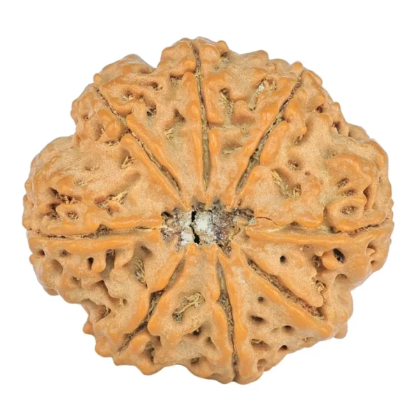 8 Mukhi Rudraksha 24.3mm 4.31gm - Rudraksha back