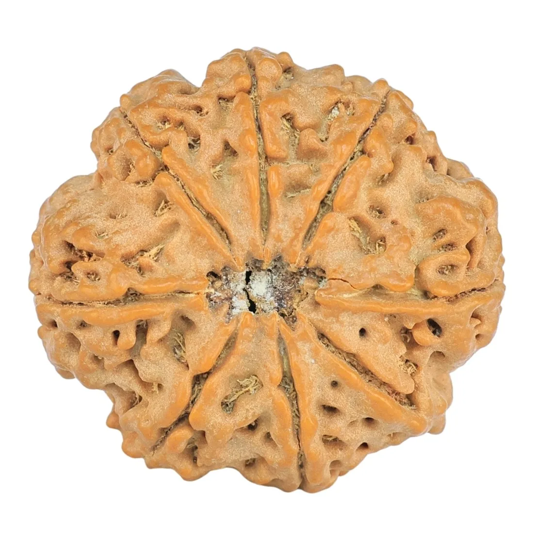 8 Mukhi Rudraksha 24.3mm 4.31gm - Rudraksha back