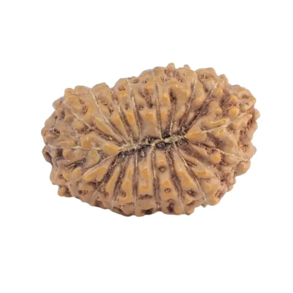 17 Mukhi Rudraksha 19.3mm 1.67gm - Rudraksha back