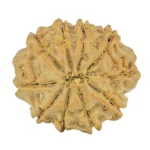 10 Mukhi Rudraksha 23.9mm 4.09gm - Rudraksha back